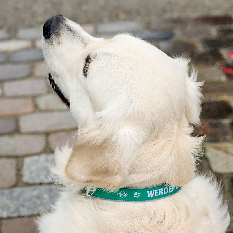 Werder Bremen Dog Collar — Custom Design